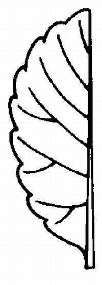 Figure 6. Crenate leaf margin.