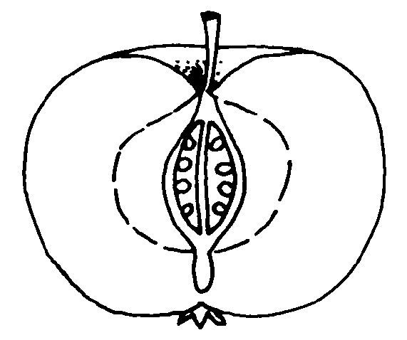 Figure 22. Pome fruit type.