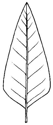 Figure 12. Lanceolate
