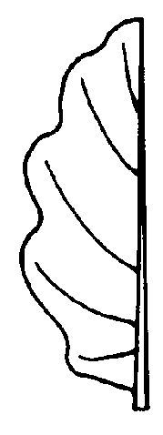 Figure 34. Undulate leaf margin.
