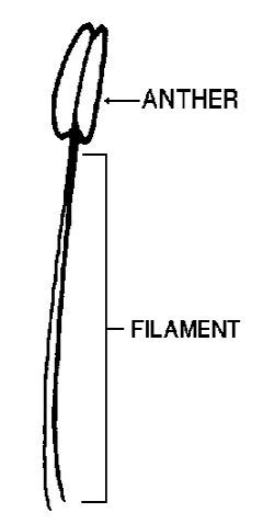 Figure 32. Stamen.