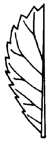 Figure 28. Serrate leaf margin.