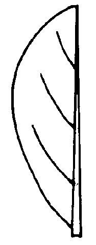 Figure 10. Entire leaf margin.