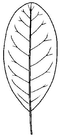 Figure 9. Elliptic leaf shape.