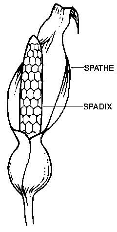 Figure 30. Spadix and spathe.