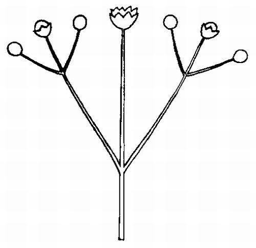 Figure 7. Cyme flower arrangement.