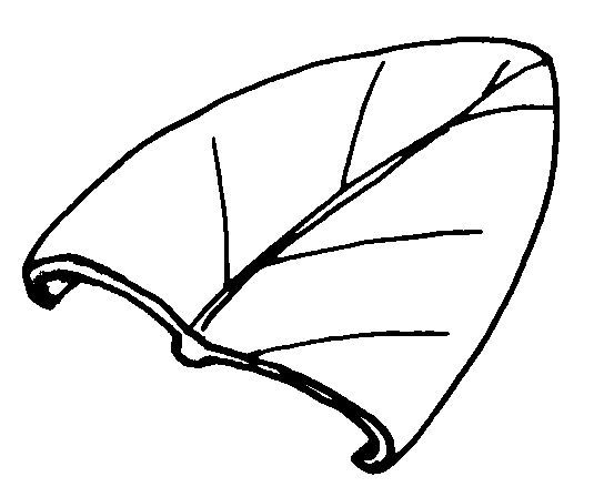 Figure 24. Revolute leaf margin.