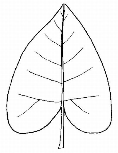 Figure 4. Cordate leaf shape.