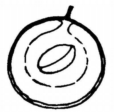 Figure 8. Drupe fruit type.