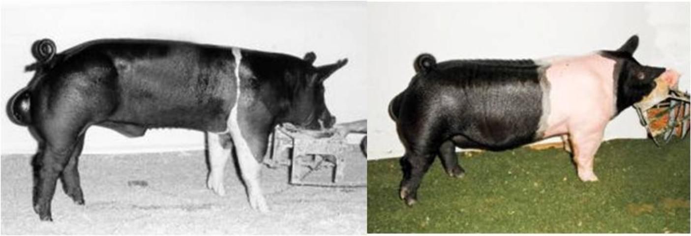 Figure 8. Two mature boars showing extensive variation in body volume and cannon bone circumference.