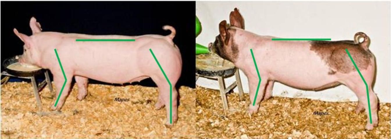 Figure 9. A correctly structured pig will hold its head up, have a top level line when walking, and place its feet on all four corners of its body.