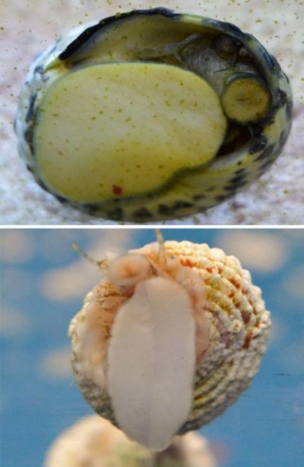 Turbo snail (top); Astraea snail (bottom).