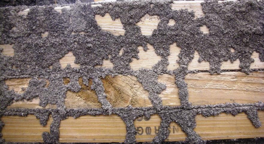 Figure 6. Subterranean termites use mud tubes to travel over exposed surfaces like hive supports. The mud is actually composed of soil, feces, and saliva. The tell-tale mud is the best indication of a subterranean termite infestation in your bee equipment or your home.