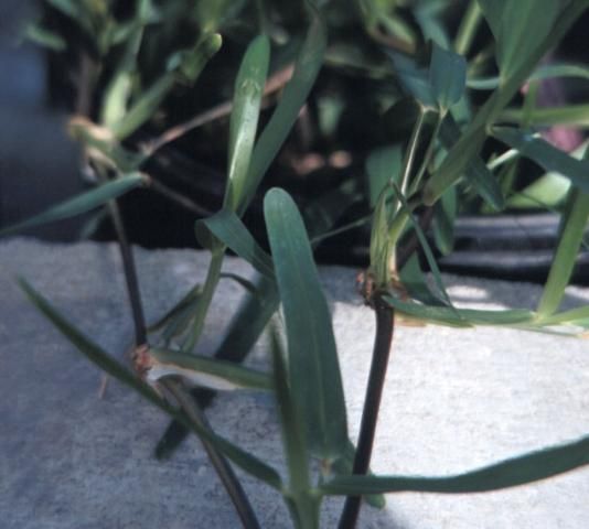 Figure 1. Leaf and stem detail of St. Augustinegrass.