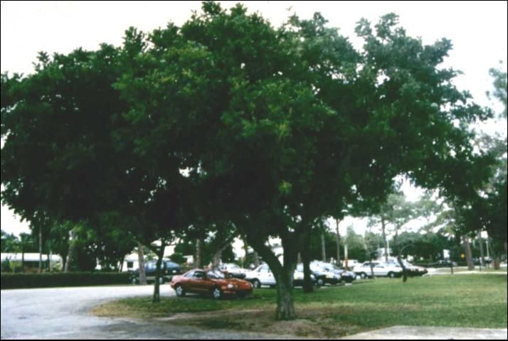 Carrotwood planted as shade tree at Lake Wyman Park, Boca Raton, Florida.