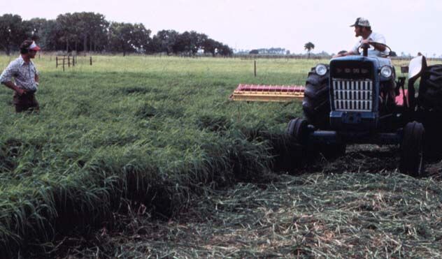 Figure 2. Florico stargrass cut for hay.