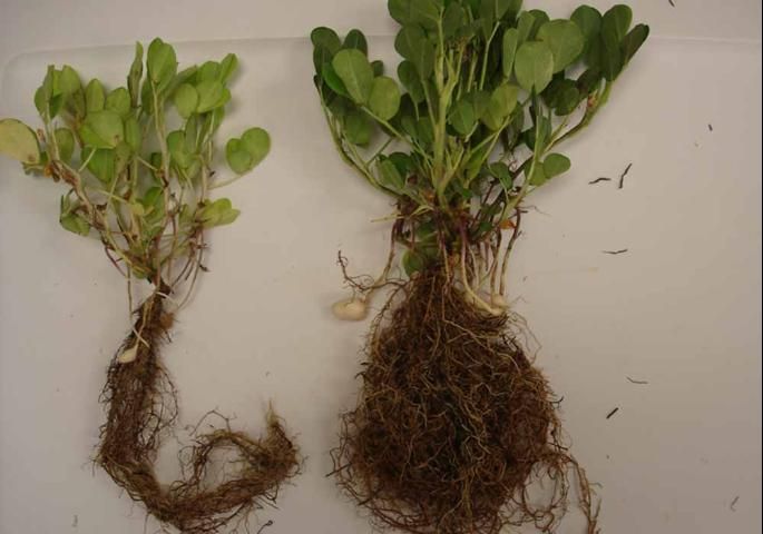 Figure 1. Greenhouse-grown peanuts with bahiagrass roots mixed in the pot of soil (right) vs. no bahiagrass roots (left). Nodulation, root growth, and top growth were greater from plants with bahiagrass roots in the soil.