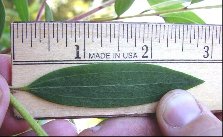 Figure 3. Melaleuca leaves are simple, alternate, narrowly lance-shaped and grow up to 4-inches long by 3/4-inch wide. They are leathery with three prominent veins and emit a smell of camphor when crushed. .