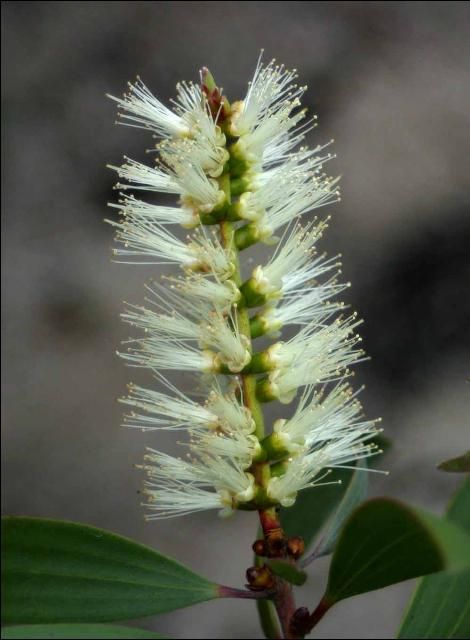 Figure 4. Melaleuca flowers are bottlebrush-shaped and creamy white; they grow up to 6 inches in length.