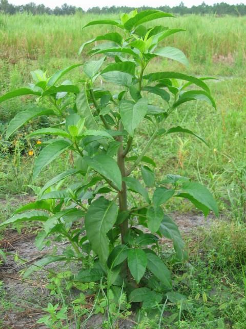 Figure 1. Common pokeweed growing on the edge of a pasture. Note the large leaves and red trunk.