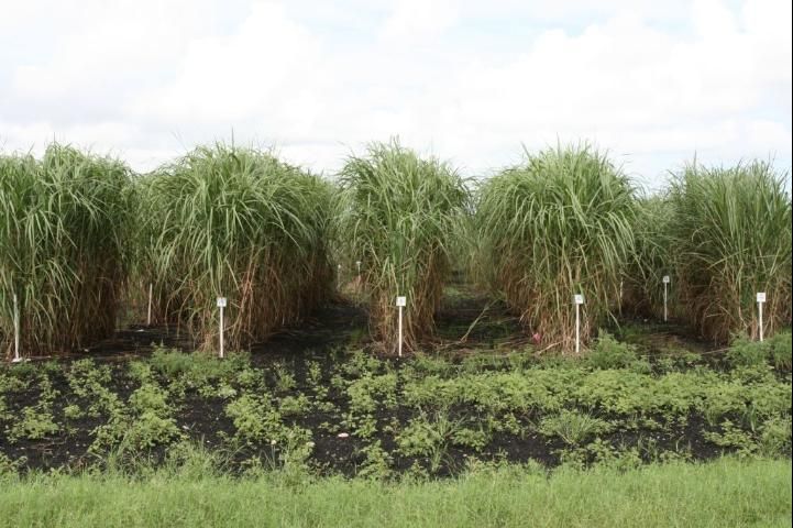 Figure 3. Sugarcane/energy cane field.