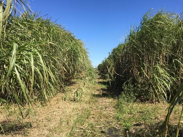 Figure 2. Sugarcane/energy cane seedlings.