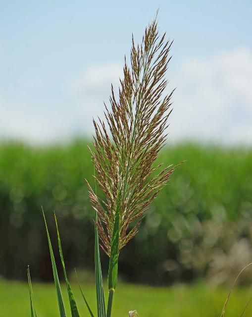 Figure 7. Large plume-like inflorescence of giant reed.