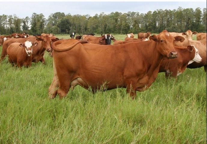 Figure 1. Cattle in a limpograss pasture in Florida.