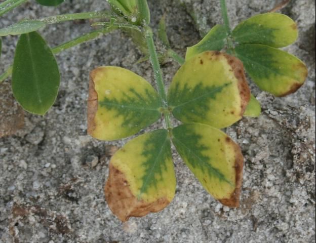Figure 3. Yellowing followed by marginal necrosis.