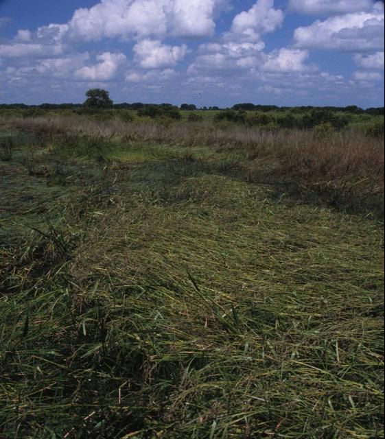 Figure 3. Wright's nutrush colonizing the southeastern shoreline of Lake Kissimmee, just north of Hwy 60 along the edge of a wet grazing area with cattle (photographed Sept. 2002).