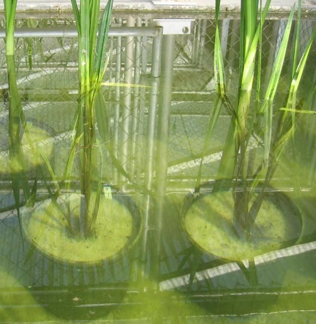 Figure 6. Early inundations of deep surface water suppress basal meristems in Wright's nutrush to result in tall plants consisting of only a few stems.