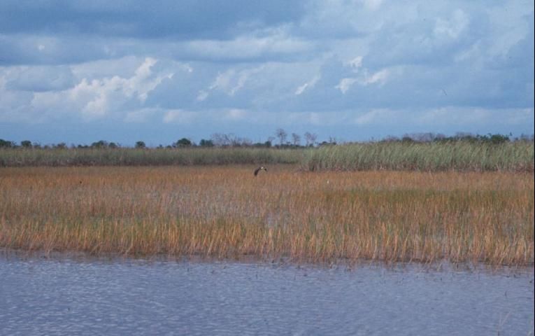 Figure 5. In the Upper St. Johns and Kissimmee Basin marshes, Wright's nutrush is encroaching on critical habitats of the Florida snail kite (Rostramus sociabilis).