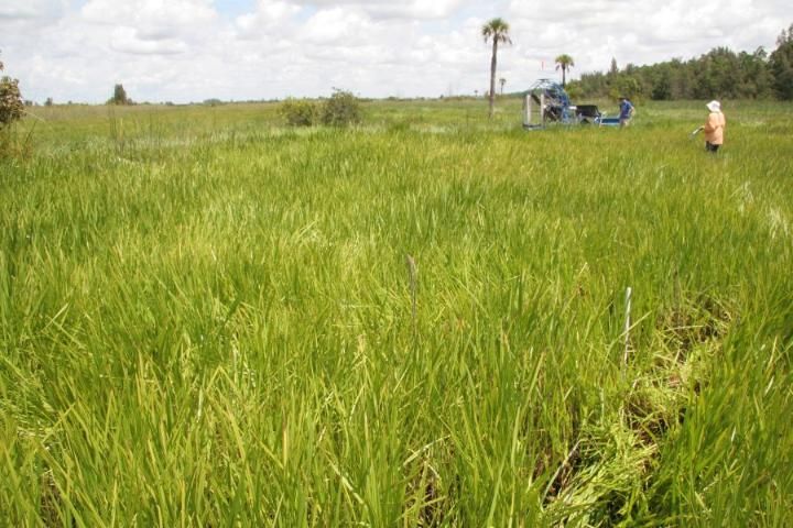 Figure 8. An untreated control plot remains densely populated with Wright's nutrush at Blue Cypress Water Management Area, Upper Basin, St. Johns River (photographed July 9, 2009).
