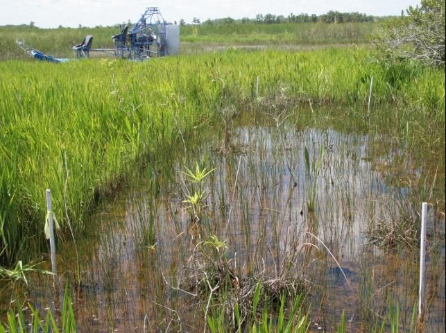 Figure 10. The benefits of early treatment (May 12) of Wright's nutrush are demonstrated by the resulting open water and appearance of native plants within the plot (photographed July 9, 2009 at Blue Cypress Water Management Area, Upper Basin, St. Johns River). A potential disadvantage of early treatment is that ATVs must be available to access the marsh, which often remains dry into May. Plants were just past ankle height (25 cm, 10 in) at the time of treatment.