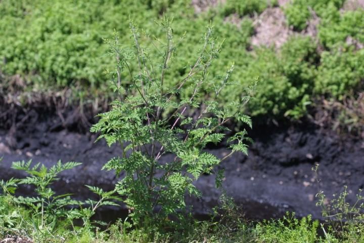 Figure 1. Mature common ragweed plant
