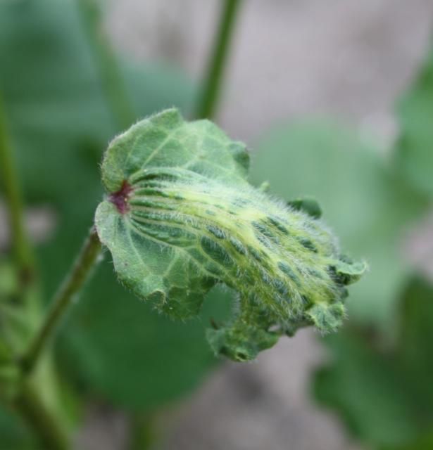 Figure 11. Dicamba injury from a postemergence application. Note the malformed veins and leaf strapping.