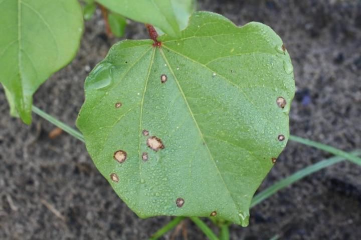 Figure 23. Injury from metolachlor applied postemergence. Note the lesions or burning on the leaf.