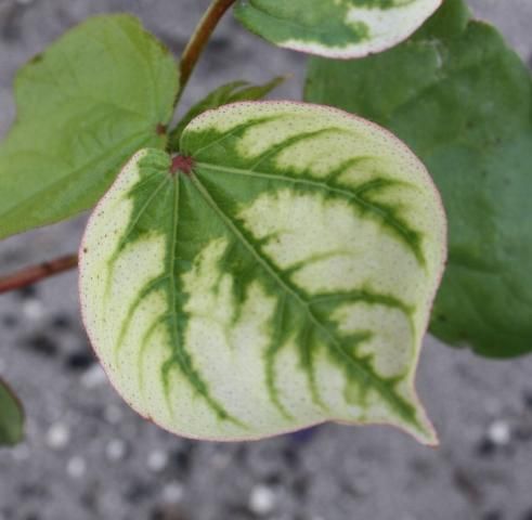 Figure 16. Clomazone injury from preemergence application. Note bleaching at leaf margins.