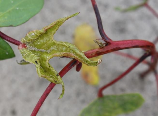 Figure 10. Injury from a 2,4-D postemergence application. Note the malformed leaf and twisted stem.