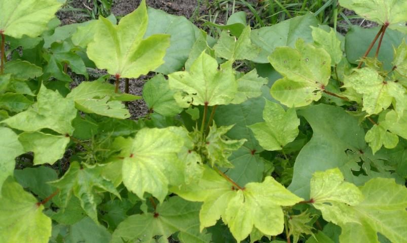 Figure 25. Early glufosinate injury on cotton. Note lime-colored leaves with chlorosis or yellowing.