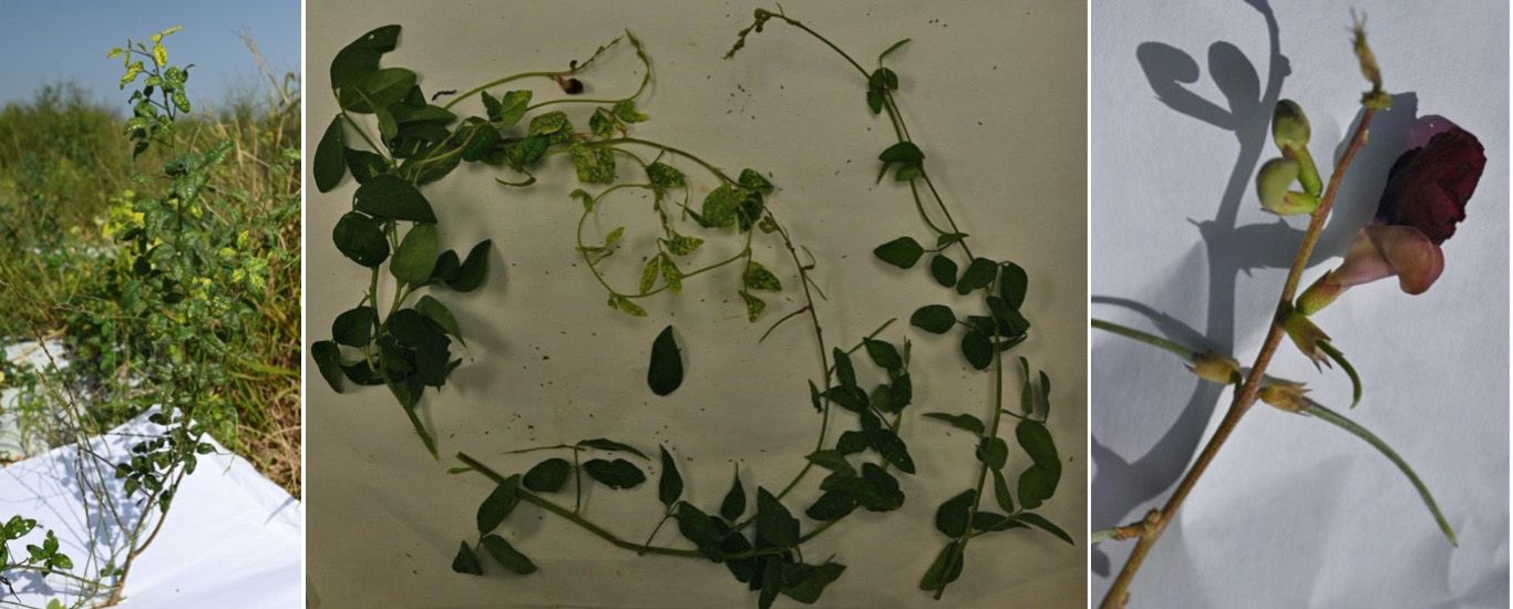 Wild bush bean (Macroptilium lathyroides). 
