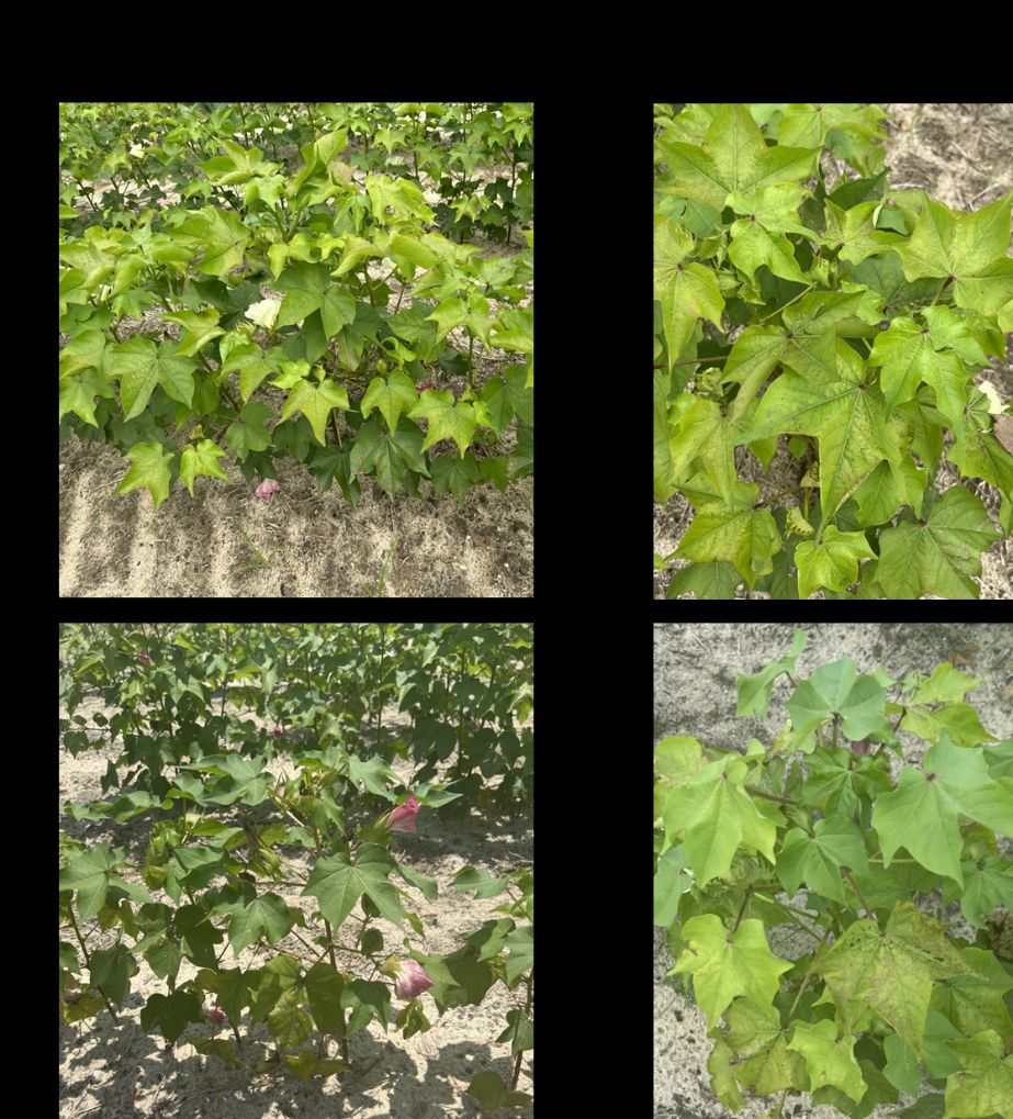 A) Demonstrating sulfur deficiency as yellowing on younger leaves while older leaves are still green. B) Demonstrating nitrogen deficiency as yellowing on older leaves while younger leaves are still green.