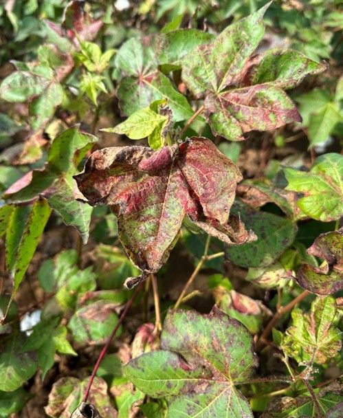 Severe K deficiency with reddish-brown leaves curled up around the margins. 
