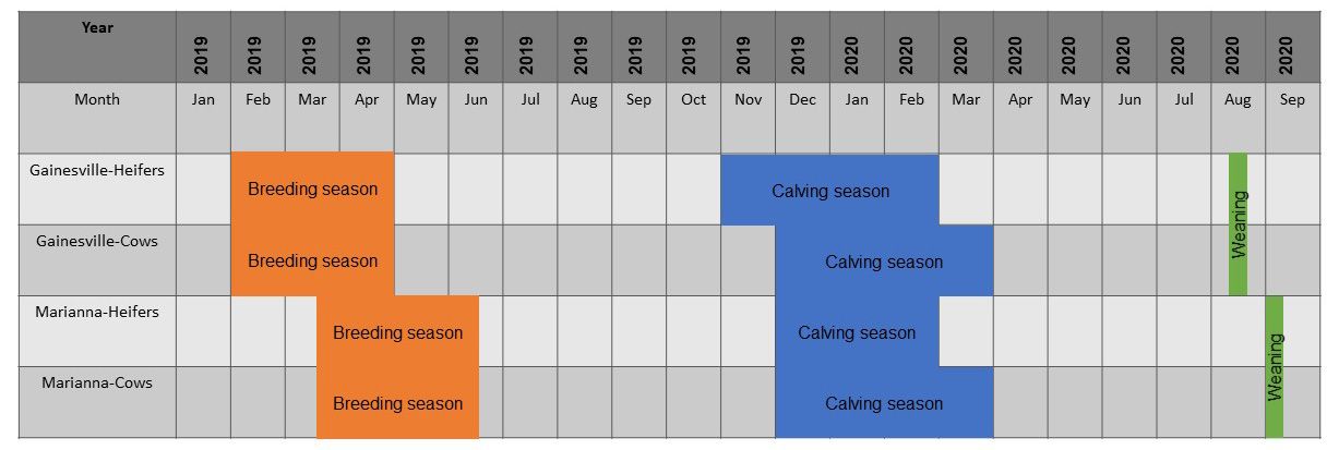 Calendar distribution of the 90-day breeding season (orange), calving season (blue), and weaning (green) of the UF beef herds. In both herds, the breeding season started when females were artificially inseminated, following a synchronization protocol. 