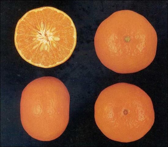 Figure 1. Fallglo tangerine.