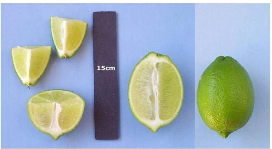 Figure 1. Tahiti lime fruit.
