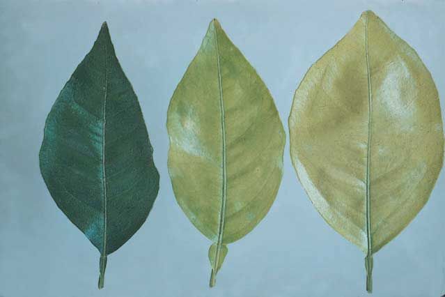 Figure 1. Nitrogen deficiency (Dark green leaf is normal; the other two leaves are deficient.)