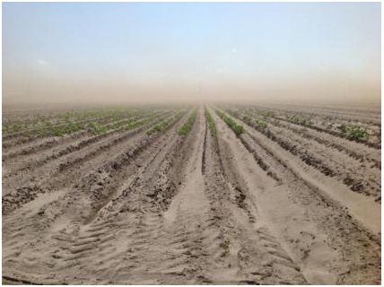 Figure 1. Sandy soils used for commercial potato production in northeast Florida.
