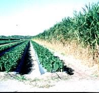 Figure 9. Sugarcane windbreaks provide wind protection in south Florida.