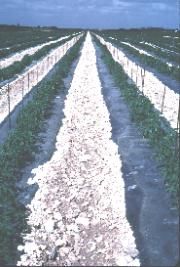 Figure 3. Tomatoes growing on plastic mulch on rockland soil in Miami-Dade County.
